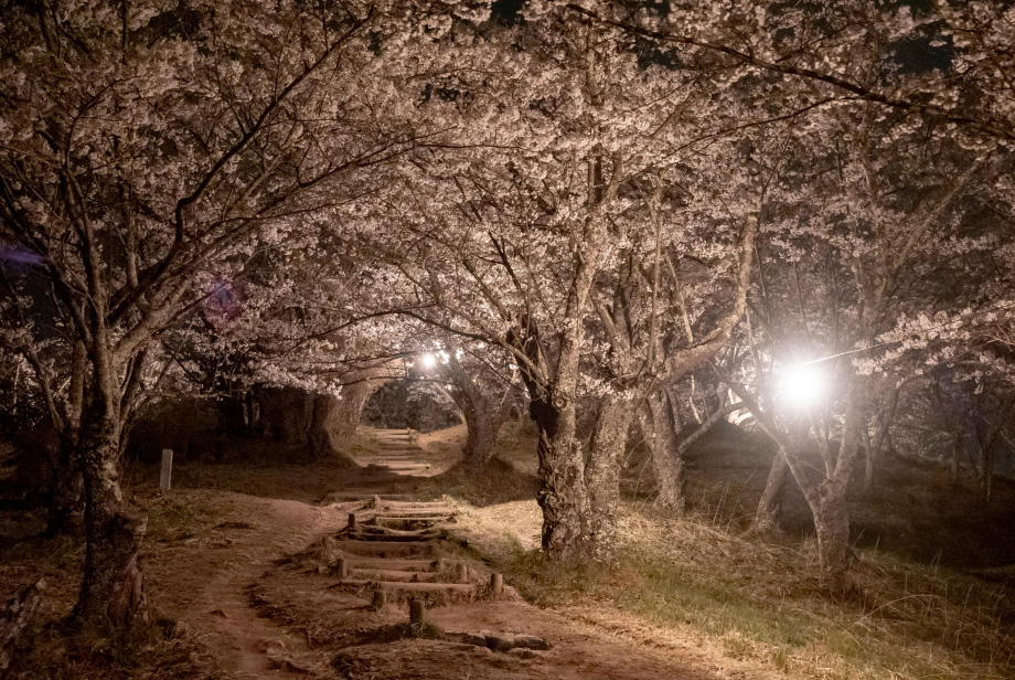 桜の回廊と北アルプスの絶景がみごとな光城山。桜の季節はライトアップされ夜桜やお花見トレッキングを楽しめる。