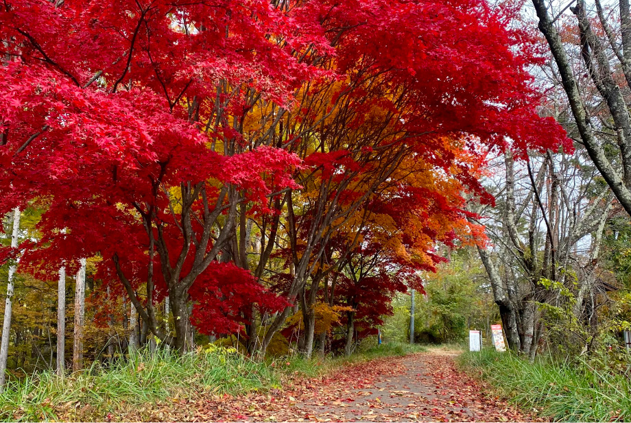 紅葉の名所でもあるひがし山。光城山にはカエデ類、長峰山にはコナラ、ケヤキなどの広葉樹が多く山肌が錦秋に染まる。