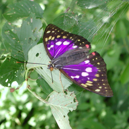 幼虫がニレ科のエノキの葉を食べるオオムラサキ。エノキは4種類の蝶の食樹となる