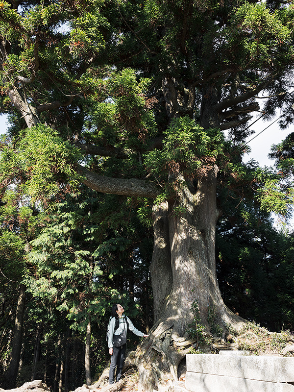 京都側の見晴らしが利く玉体杉