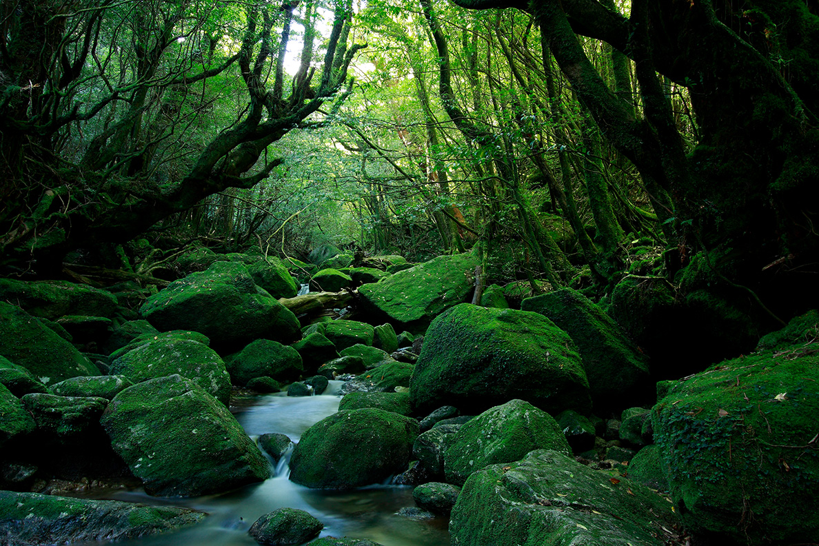 木々や苔に覆われた緑の世界・白谷雲水峡