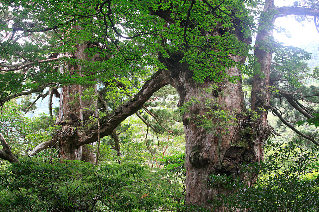 地上10mほどのところで2本の杉の枝がつながる夫婦杉。仲よく手を携えているよう